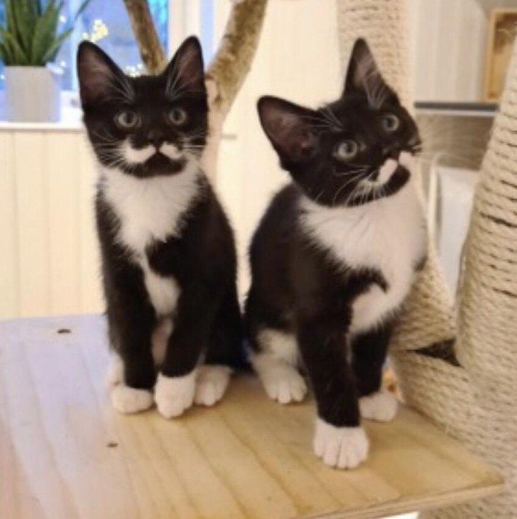 "Koty z perfekcyjnymi wzorami wąsów"