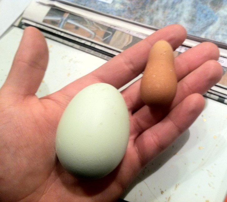 "Jedna z moich kur złożyła to jajko o bardzo dziwnym kształcie."