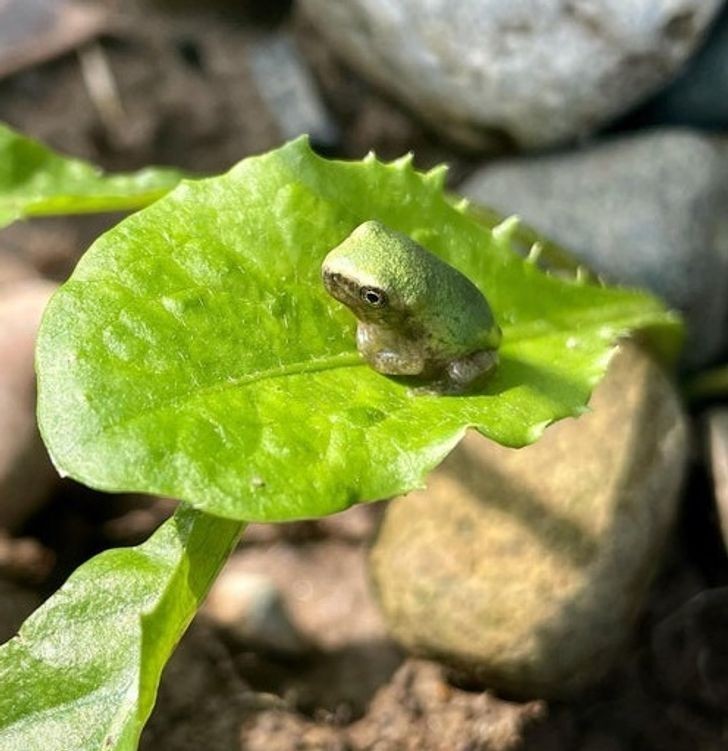 14. Malutka żaba siedząca na liściu