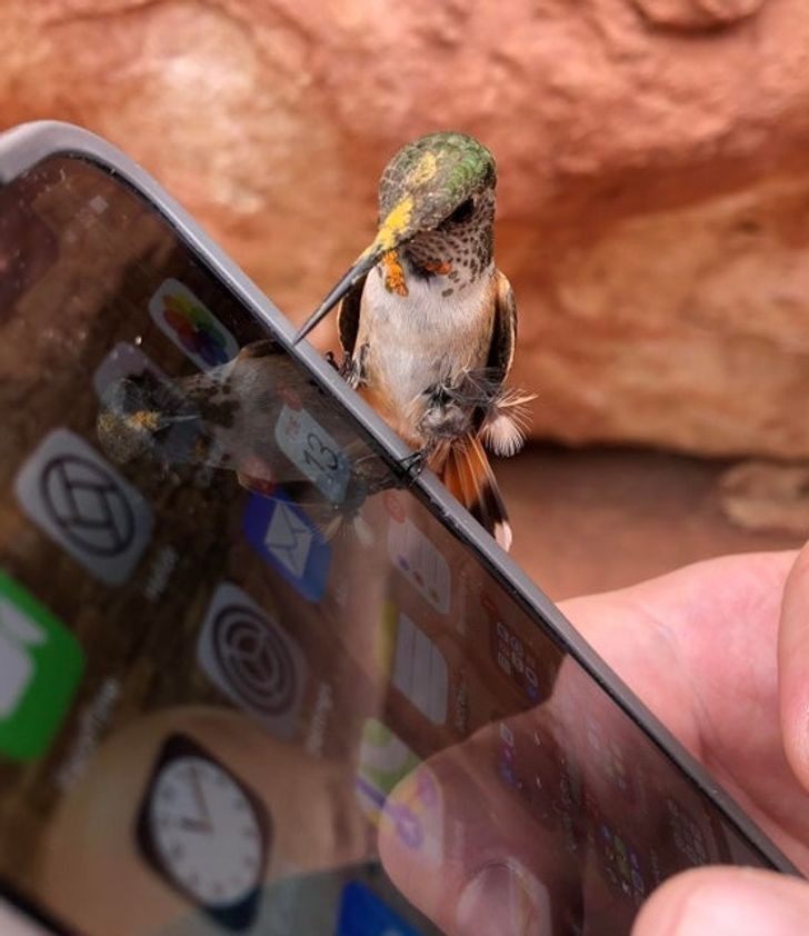 7. "Koliber pożyczył sobie mój telefon."