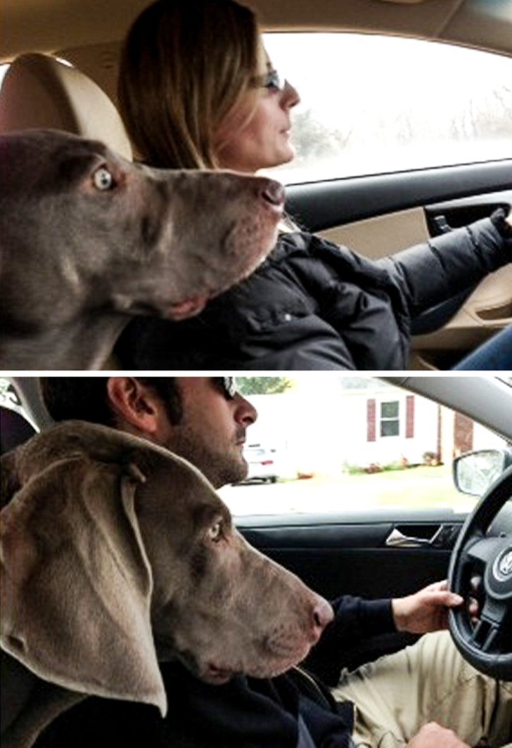 "Moja żona twierdzi, że jest lepszym kierowcą ode mnie, więc pozwoliłem naszemu psu zdecydować."