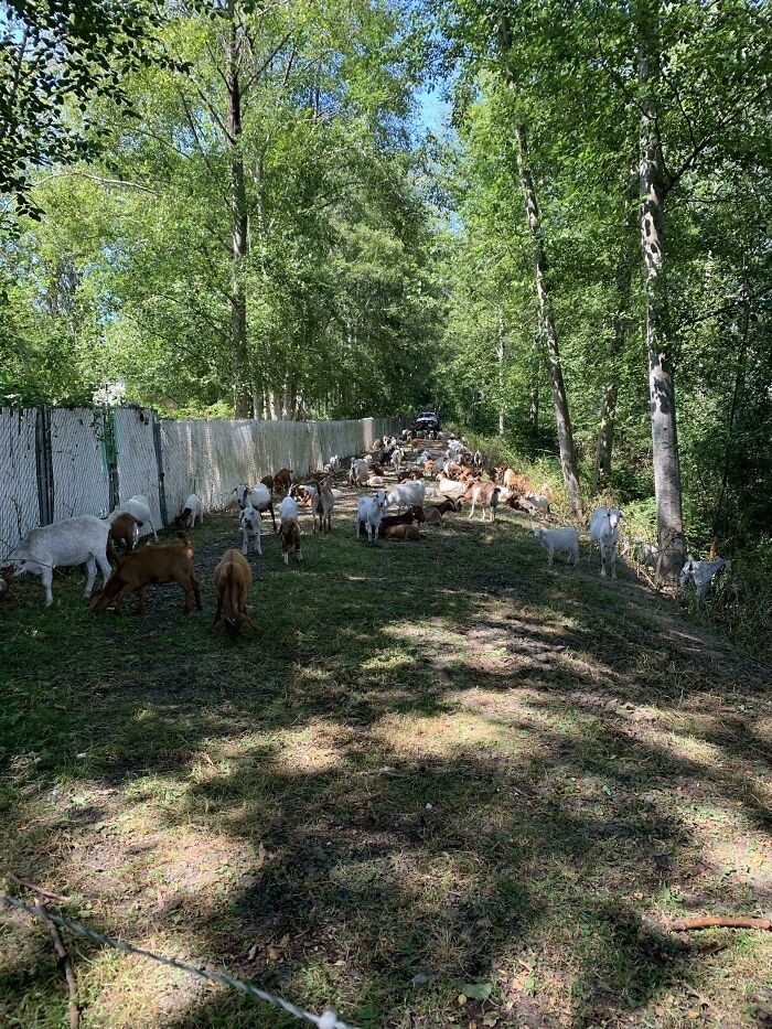 2. "Mój apartamentowiec wynajął 200 kóz, by wyjadły zarośniętą ścieżkę za naszymi budynkami."