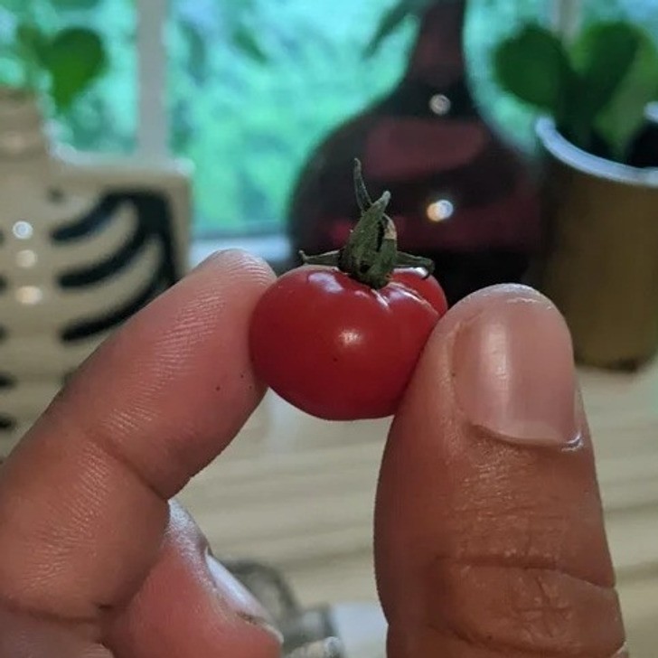 "Pomidor wyhodowany przez moją partnerkę"