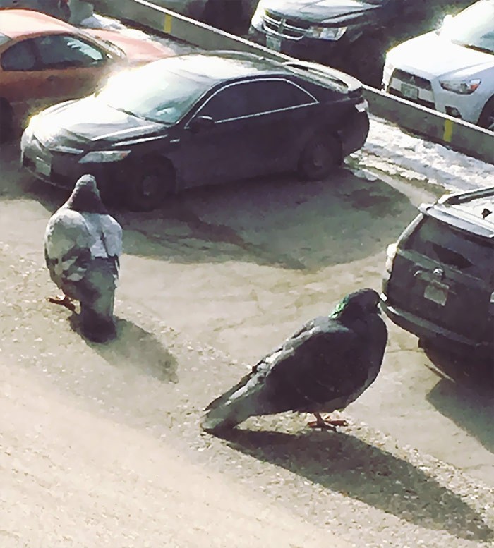 "Dwa olbrzymie gołębie szukają swojego samochodu na parkingu."