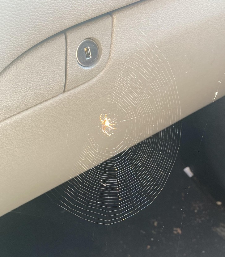 "Klientka przyjechała do naszego warsztatu z pająkiem na miejscu pasażera."