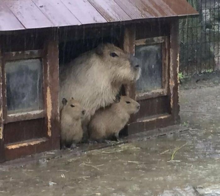 "Rodzina kapibar czekająca aż przestanie padać"