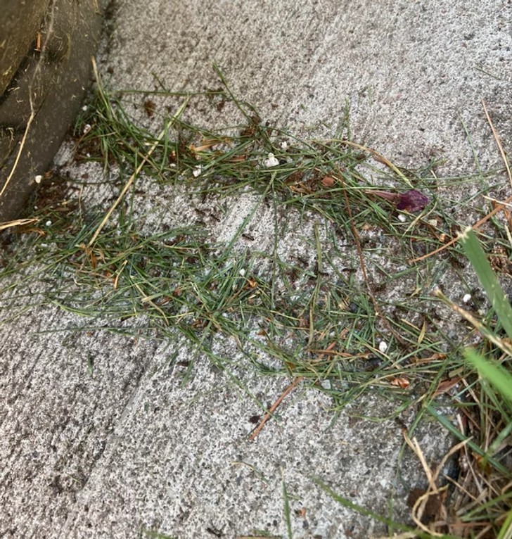 12. "Mrówki na moim podwórku wybudowały barykady z trawy wokół swojej ścieżki."