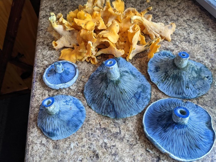 18. "Te jasnoniebieskie jadalne grzyby, które dzisiaj znalazłem"
