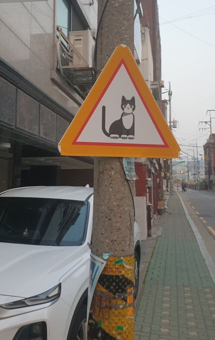 9. Ten znak nie oznacza przejścia dla kotów. Oznacza: "Uwaga, w pobliżu jest kot."