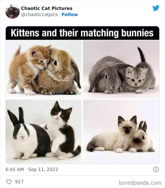 "Kocięta i pasujące króliczki"