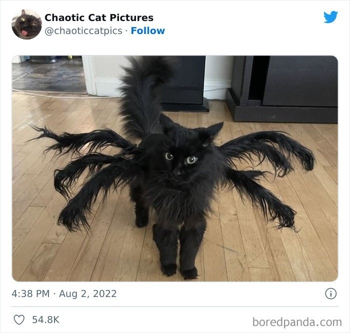 Spider cat? 