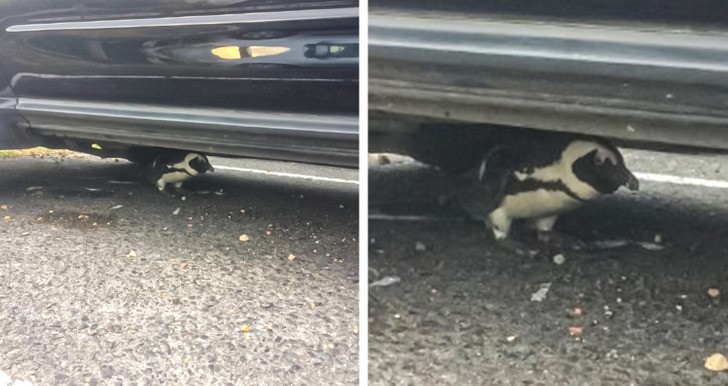 "Pod moim samochodem jest pingwin i nie zamierza się ruszyć."