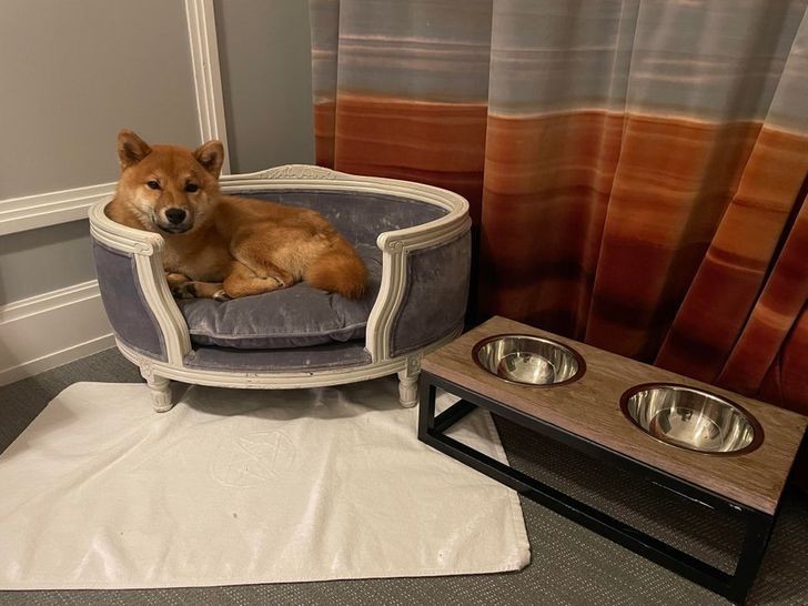 14. "Personel hotelu był na tyle uprzejmy, że zapewnił mojemu psu osobne łóżko."