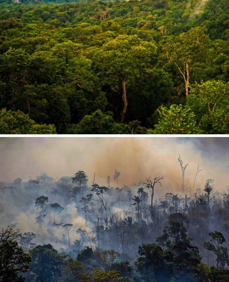 12. Lasy na całym świecie płoną. Oto co stało się w Amazonii: