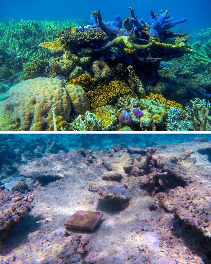 6. Zmiana klimatu spowodowała zmniejszenie populacji koralowców Wielkiej Rafy Koralowej o 89%.