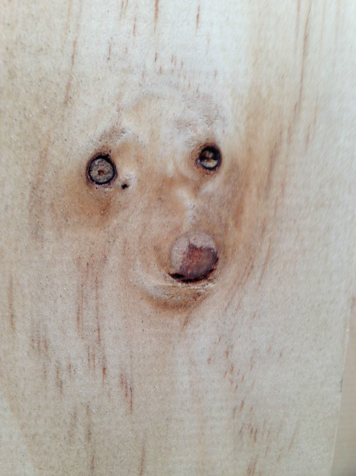 "Sęki tego drzewa wyglądają jak pies."