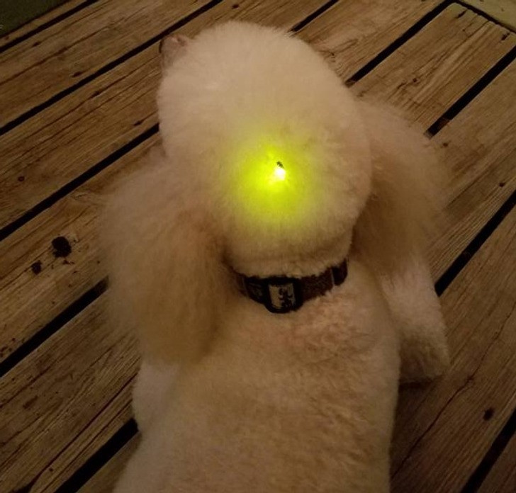 "Na głowie mojego psa wylądował świetlik."