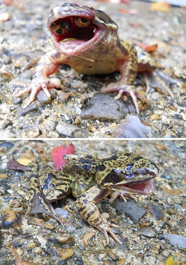 16. Ta żaba urodziła się z oczami wewnątrz pyska
