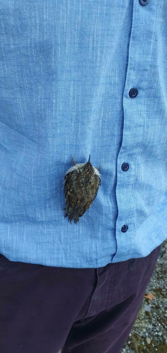 "Ten ptak wylądował na mojej koszuli i zasnął."