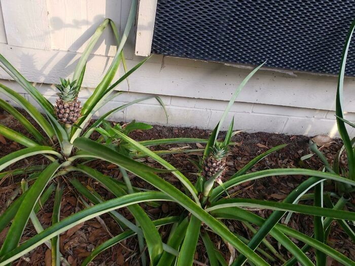 "Poprzedni lokator mojego mieszkania zasadził ananasy na balkonie."