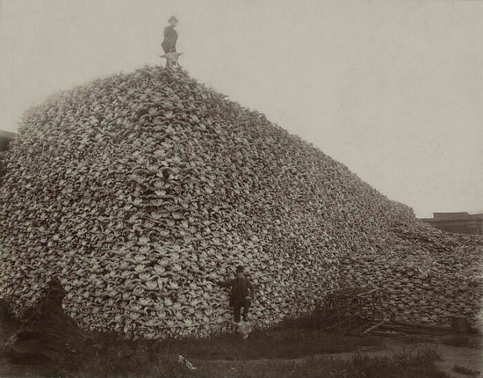 2. Jeśli zastanawialiście się kiedyś jak populacja bizona amerykańskiego spadła z 30 000 000 sztuk do 300 w ciągu 50 lat, spójrzcie na to zdjęcie (czaszki bizonów)