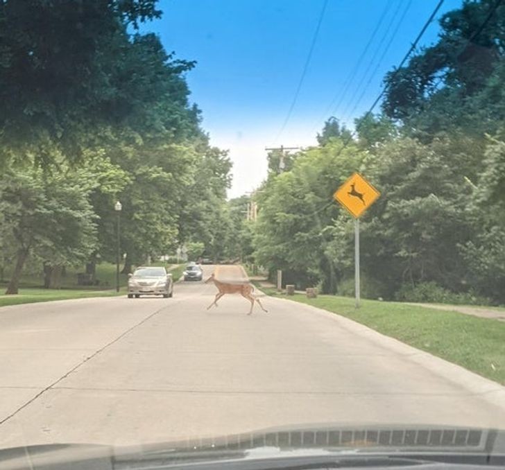 13. Nawet jelenie przestrzegają przepisów drogowych.