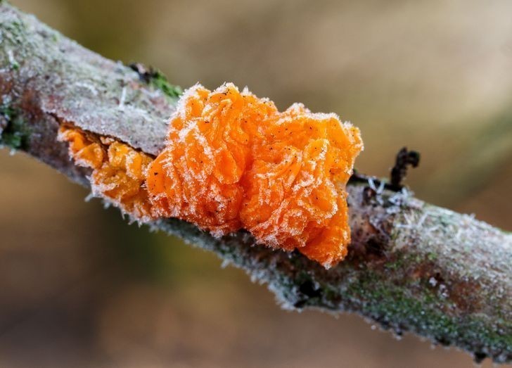 8. Trzęsak pomarańczowożółty (gatunek grzyba) rosnący na gałęzi