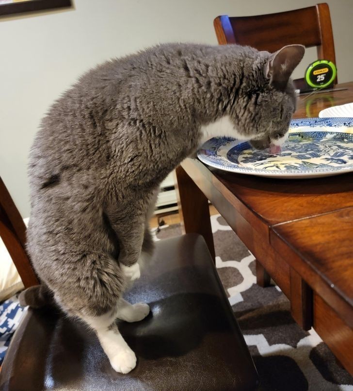 7. "Mój kot łamie prawa fizyki, by zlizać żółtko z talerza."
