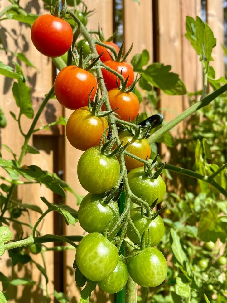 "Satysfakcjonujący gradient na moich pomidorach"