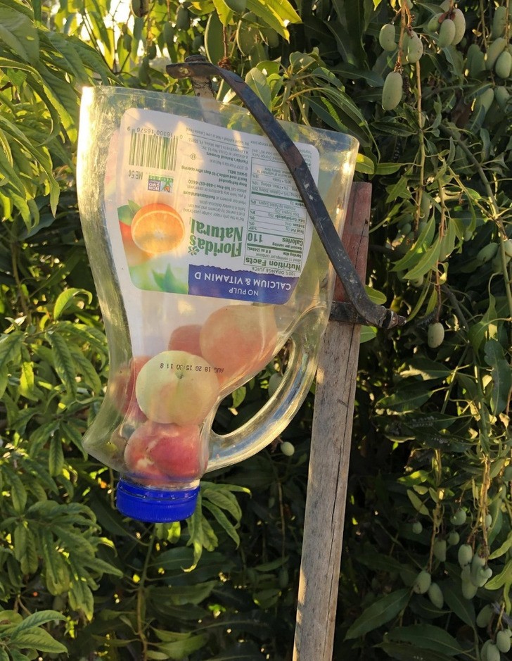 Urządzenie do zbierania owoców z plastikowej butelki