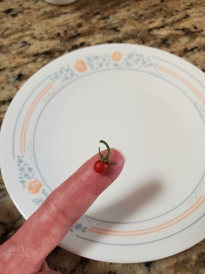 9. "Moja próba wyhodowania pomidorów przebiega fantastycznie."