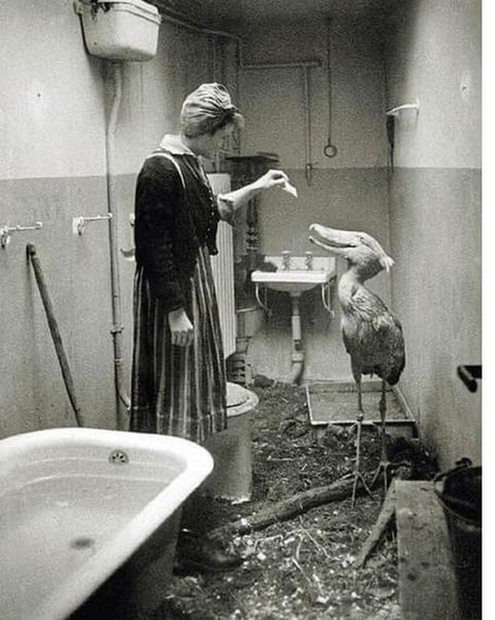 Gdy sowieccy żołnierze zbliżali się do Berlina w 1945 roku, pracownicy zoo robili co mogli, by zapewnić bezpieczeństwo berlińskim zwierzętom. Ten trzewikodziób spędził pewien czas w mieszkaniu swojej opiekunki.