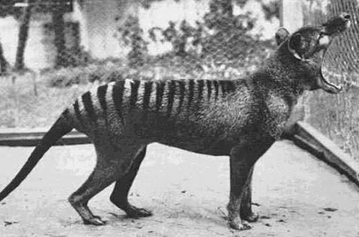 Ostatnie zdjęcie wymarłego wilkowora tasmańskiego, 1933
