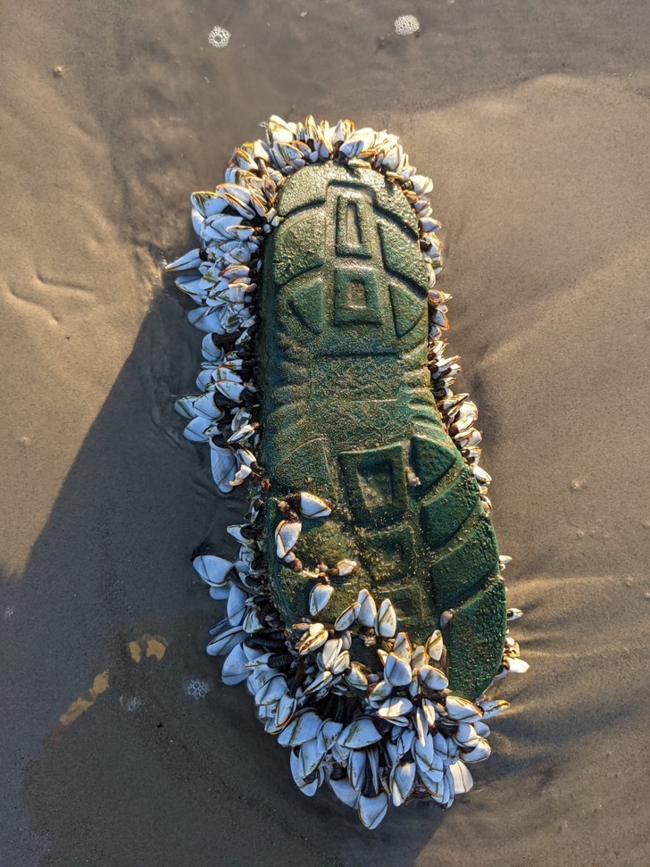 "Ten but pokryty omułkami wypłynął na plaży."