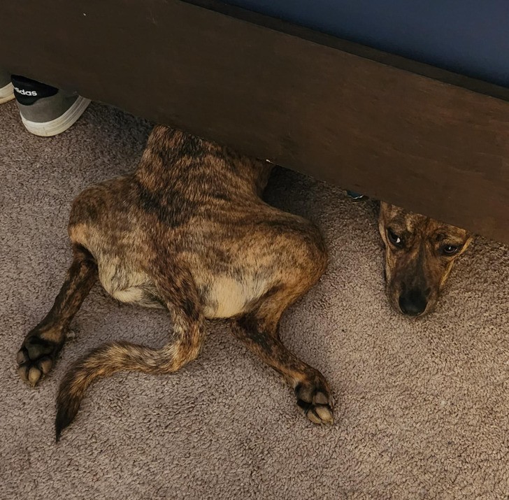 "Mój pies znalazł portal pod moim łóżkiem."