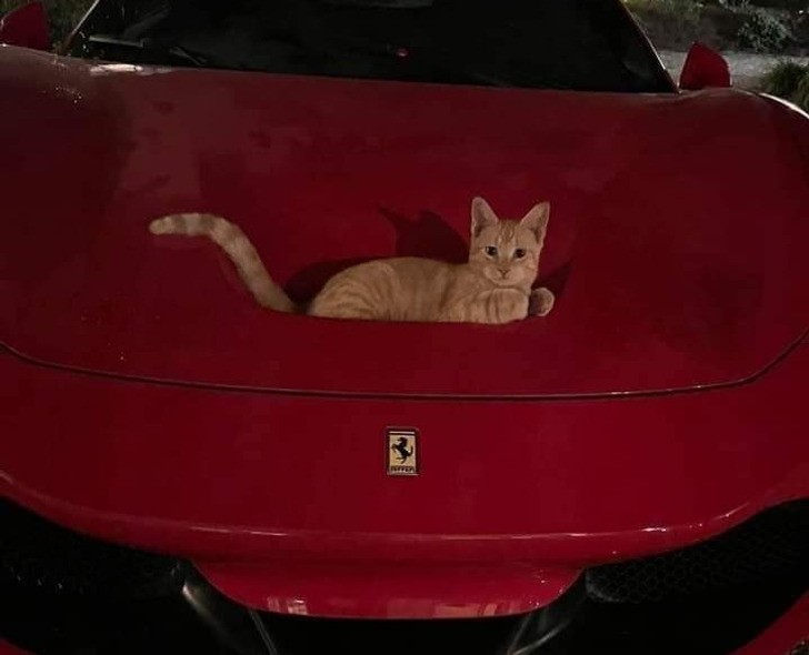 "Kot przechodzący przez powierzchnię samochodu"