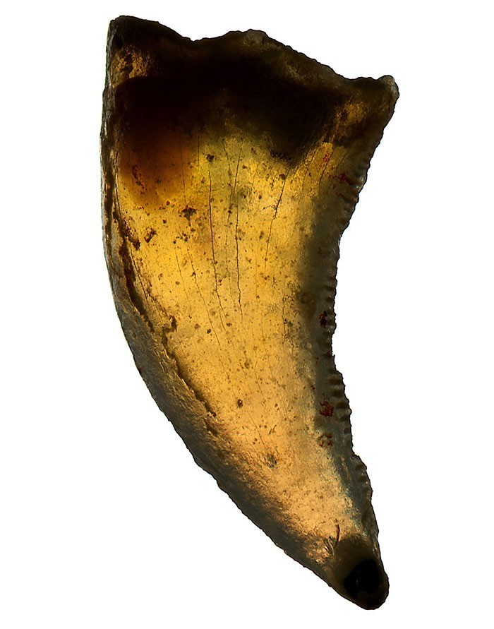 11. Ząb dinozaura znaleziony w Australii (110 milionów lat)