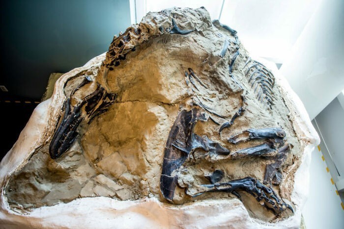 14. Pierwszy kompletny szkielet tyranozaura liczący 67 milionów lat
