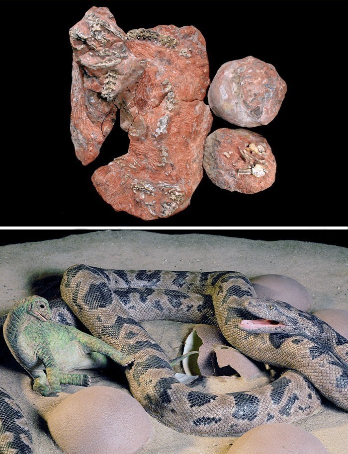 15. Skamieniałość prehistorycznego węża sprzed 68 milionów lat, owiniętego wokół jaj i małego dinozaura