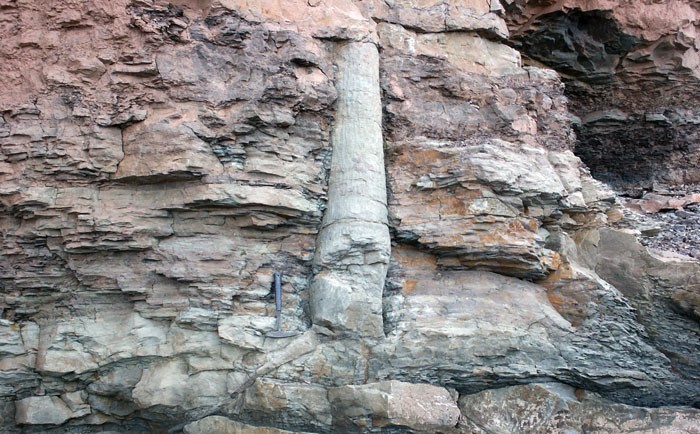 16. Prehistoryczne drzewo wkomponowane w ścianę klifu