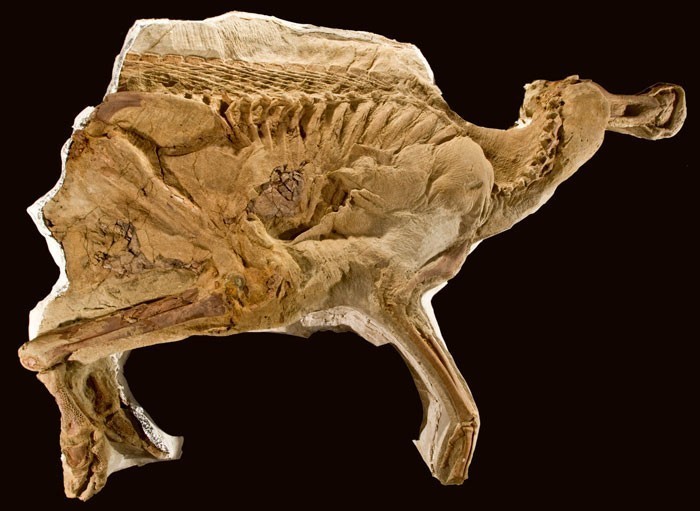 17. Leonardo - kompletna mumia brachylofozaura sprzed 77 milionów lat