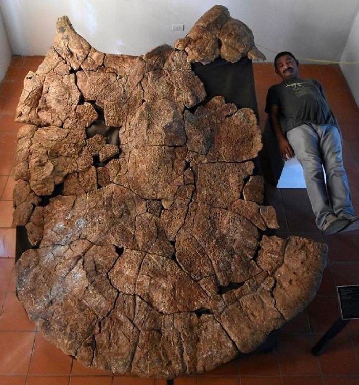 4. Masywna, licząca 8 milionów lat skorupa żółwia