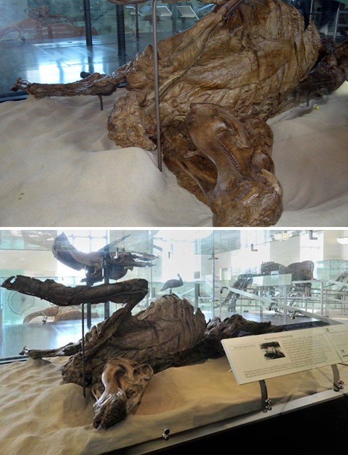 5. Mumia edmontozaura - pierwszego gatunku dinozaura znalezionego z nienaruszonym szkieletem pod skórą