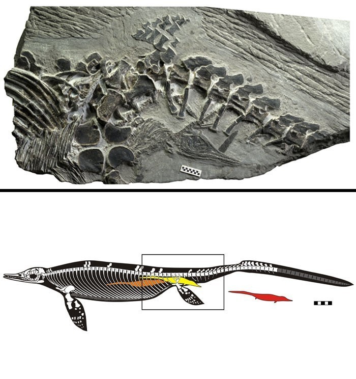 9. Licząca 248 milionów lat skamielina samicy czaohuzaura w trakcie rodzenia potomstwa
