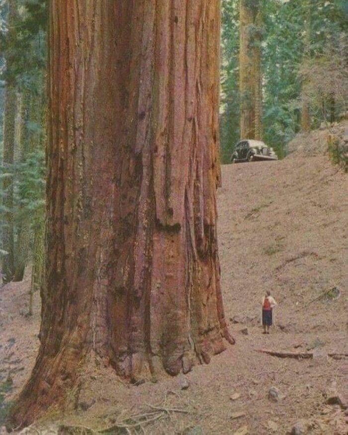 3. Gigantyczne drzewo