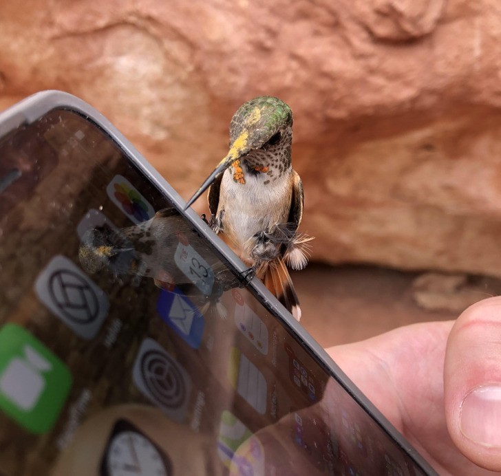 "Ten koliber przysiadł na moim telefonie."