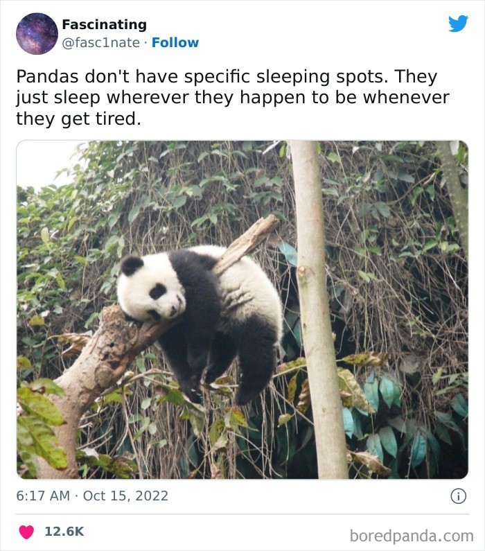 "Pandy nie wybierają sobie określonych miejsc do spania. Po prostu zasypiają, gdy robią się zmęczone."
