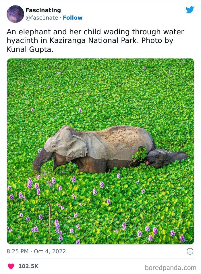 "Słonica wraz z młodym przeprawiają się przez hiacynty wodne w Parku Narodowym Kaziranga. Autor zdjęcia: Kunal Gupta"