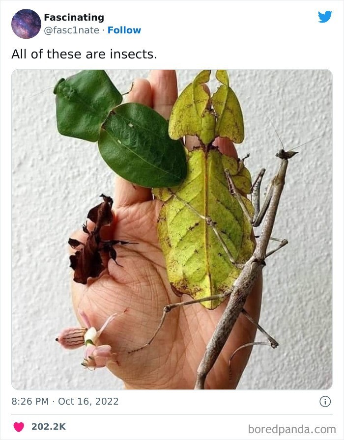 "Każde z nich to insekt."