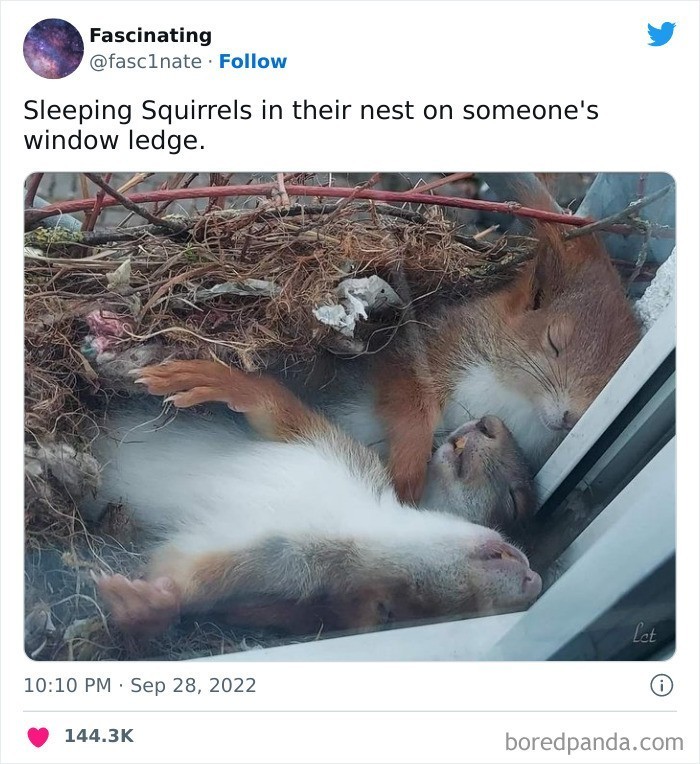 "Wiewiórki śpiące w gnieździe na parapecie"